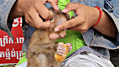 Monkey Kaka sadly stayed by her side to take care of sick Diem. . Wo lebt monkey kaka age in real life